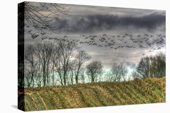 Autumn Grey Sky and Geese-Robert Goldwitz-Premier Image Canvas