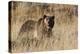 Autumn Grizzly Bear-Ken Archer-Premier Image Canvas