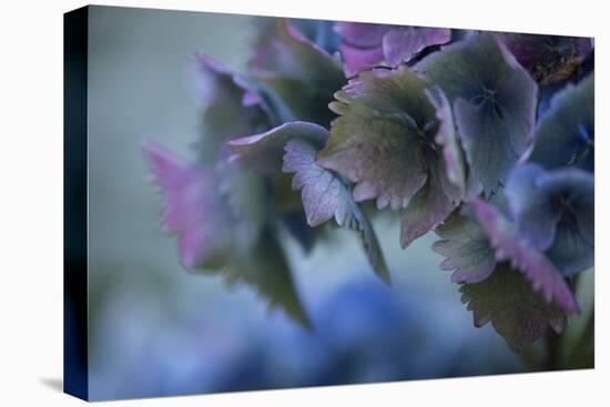 Autumn Hydrangea II-Rita Crane-Premier Image Canvas