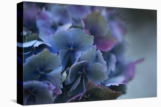 Autumn Hydrangea III-Rita Crane-Premier Image Canvas