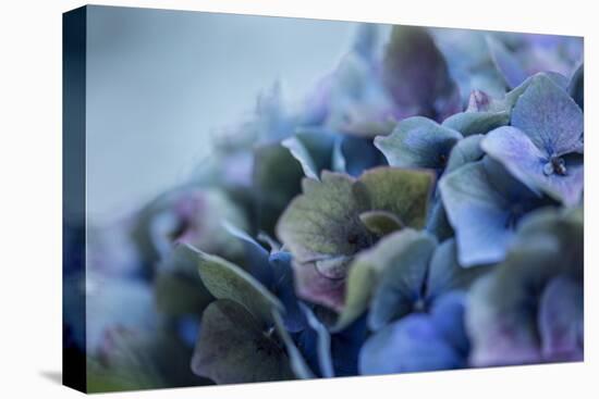 Autumn Hydrangea IV-Rita Crane-Premier Image Canvas