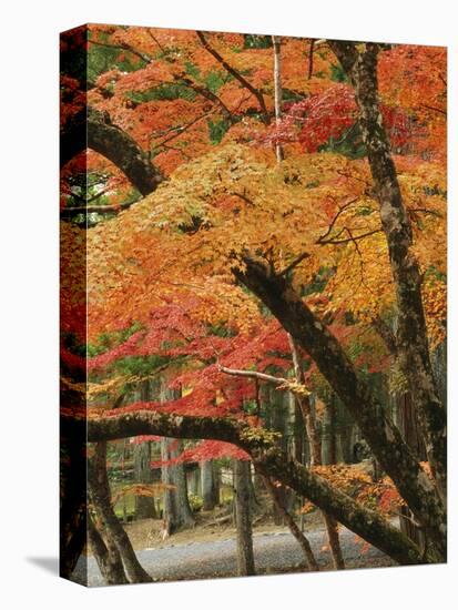 Autumn in Koya-san-Christophe Boisvieux-Premier Image Canvas
