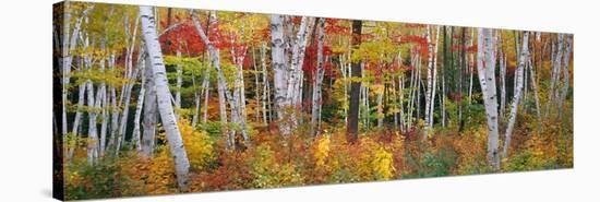 Autumn in Shelburne Forest-James Randklev-Stretched Canvas