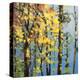 Autumn in the Olympics-Max Hayslette-Premier Image Canvas