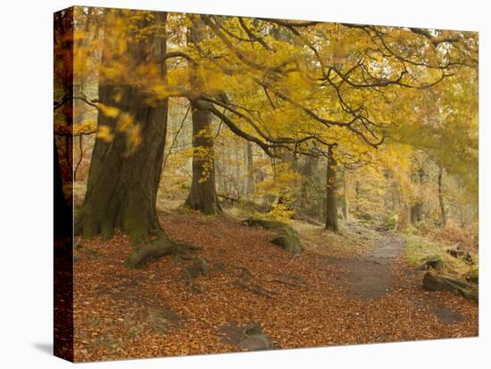 Autumn in Yellow-Doug Chinnery-Premier Image Canvas