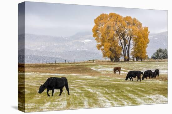 Autumn into Winter - fresh snow falls on autumn trees and cows outside of Ridgway Colorado-Panoramic Images-Premier Image Canvas
