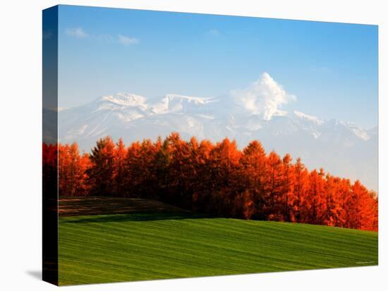 Autumn Landscape-null-Premier Image Canvas