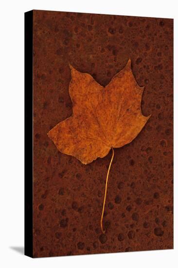 Autumn Leaf On Rust-Den Reader-Premier Image Canvas