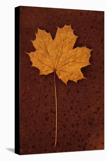 Autumn Leaf On Rust-Den Reader-Premier Image Canvas