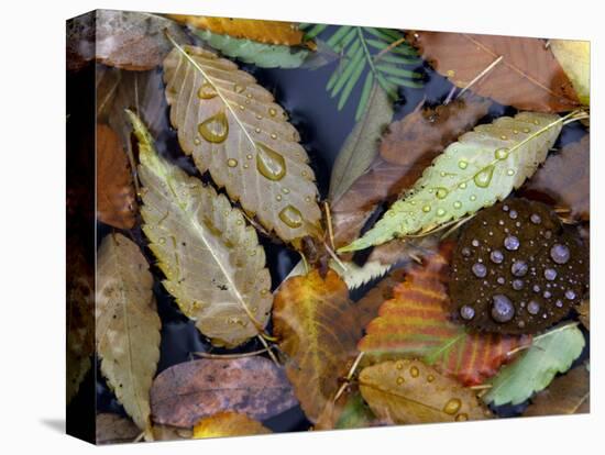 Autumn Leaves Float in a Pond at the Japanese Garden of Portland, Oregon, Tuesday, October 24, 2006-Rick Bowmer-Premier Image Canvas