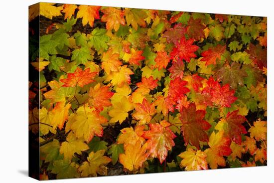 Autumn leaves in close-up, Portland, Oregon, USA-Panoramic Images-Premier Image Canvas