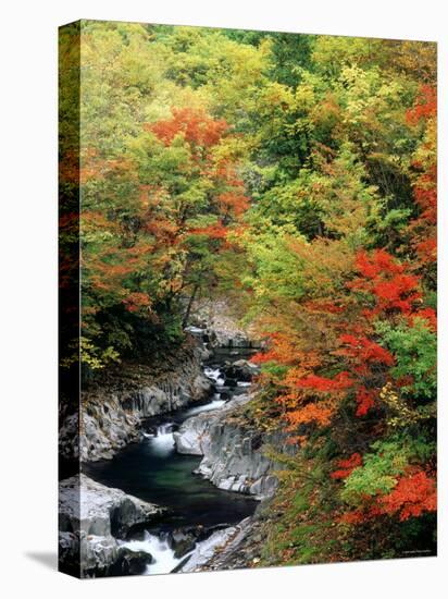 Autumn Leaves, Nakatsugawa, Fukushima, Japan-null-Premier Image Canvas