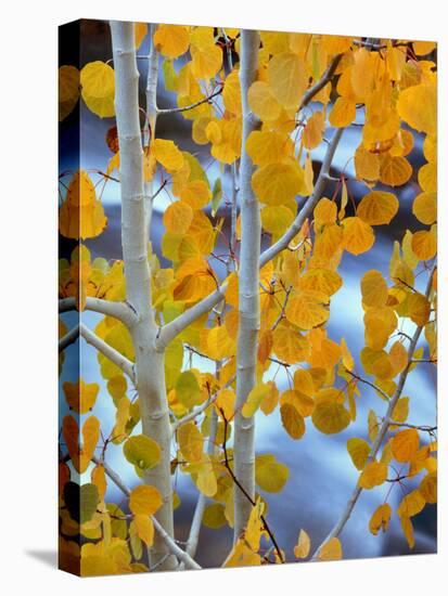 Autumn Leaves on Aspen Tree in the Sierra Nevada Range, Bishop, California, Usa-Dennis Flaherty-Premier Image Canvas