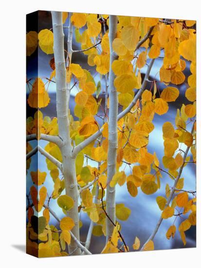 Autumn Leaves on Aspen Tree in the Sierra Nevada Range, Bishop, California, Usa-Dennis Flaherty-Premier Image Canvas