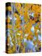 Autumn Leaves on Aspen Tree in the Sierra Nevada Range, Bishop, California, Usa-Dennis Flaherty-Premier Image Canvas
