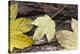 Autumn, leaves on trunk.-Roland T. Frank-Premier Image Canvas