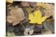 Autumn, leaves on trunk.-Roland T. Frank-Premier Image Canvas