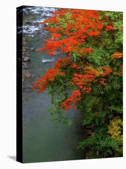 Autumn Leaves Over the River-null-Premier Image Canvas