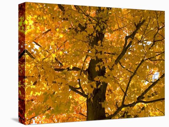 Autumn Leaves, Vermont, New England, USA-Demetrio Carrasco-Premier Image Canvas