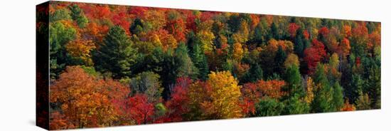 Autumn Leaves Vermont USA-null-Stretched Canvas