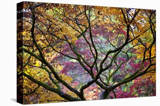 Autumn Leaves, Westonbirt Arboretum, Gloucestershire, England, UK-Peter Adams-Premier Image Canvas