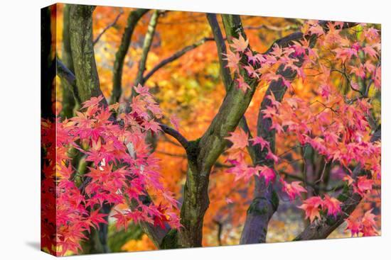 Autumn Leaves, Westonbirt Arboretum, Gloucestershire, England, UK-Peter Adams-Premier Image Canvas