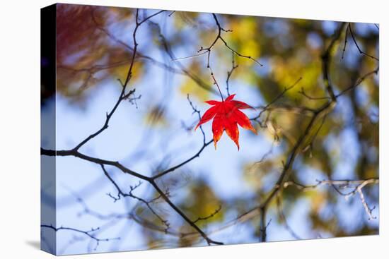 Autumn Leaves, Westonbirt Arboretum, Gloucestershire, England, UK-Peter Adams-Premier Image Canvas