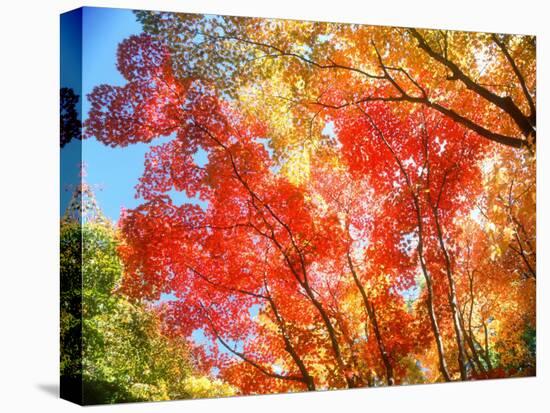 Autumn Leaves-null-Premier Image Canvas