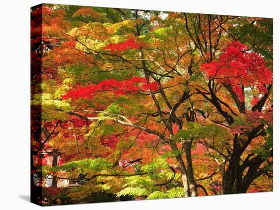 Autumn Leaves-null-Premier Image Canvas