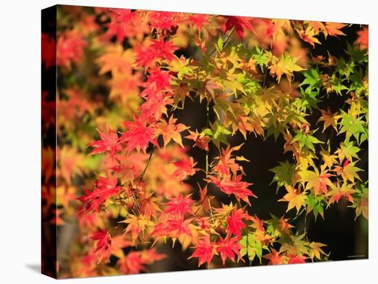 Autumn Leaves-null-Premier Image Canvas