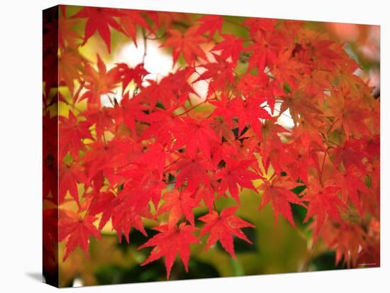 Autumn Leaves-null-Premier Image Canvas