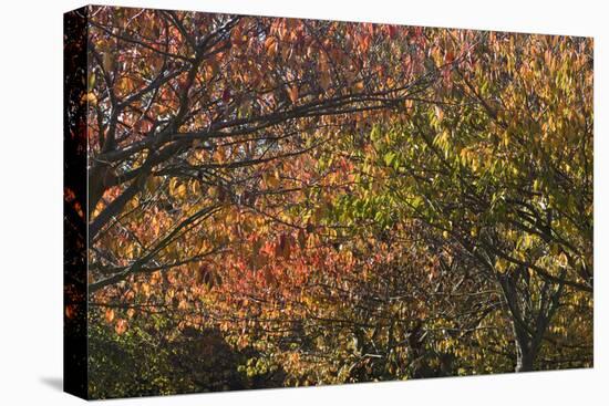 Autumn Leaves-Natalie Tepper-Premier Image Canvas