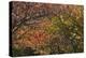 Autumn Leaves-Natalie Tepper-Premier Image Canvas