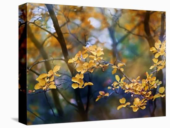Autumn Leaves-Ursula Abresch-Premier Image Canvas