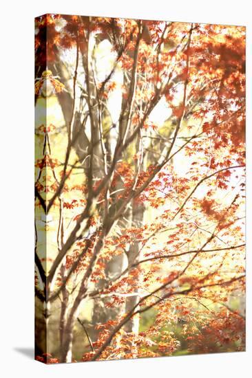 Autumn Leaves-Karyn Millet-Premier Image Canvas
