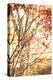 Autumn Leaves-Karyn Millet-Premier Image Canvas