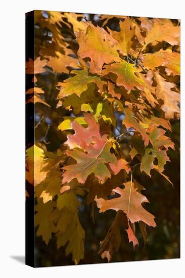 Autumn Leaves-Natalie Tepper-Stretched Canvas