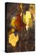 Autumn Leaves-Lance Kuehne-Premier Image Canvas
