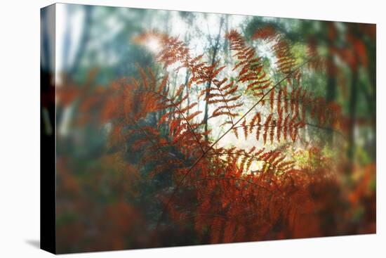 Autumn Light-Viviane Fedieu Daniel-Premier Image Canvas