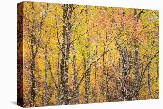 Autumn Majesty-Doug Chinnery-Premier Image Canvas