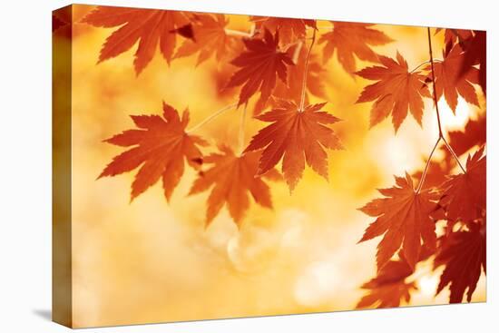 Autumn Maple Leaves Background-Sofiaworld-Premier Image Canvas