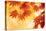 Autumn Maple Leaves Background-Sofiaworld-Premier Image Canvas