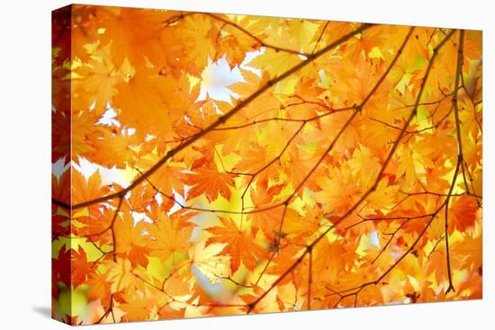 Autumn Maple Leaves Background-Liang Zhang-Premier Image Canvas