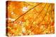 Autumn Maple Leaves Background-Liang Zhang-Premier Image Canvas