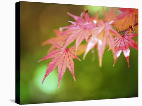 Autumn Maple Leaves, Sagano Area, Kyoto, Japan, Asia-Christian Kober-Premier Image Canvas