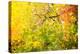 Autumn Maple Trees Background-Voy-Premier Image Canvas