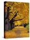 Autumn Maple Trees, Missoula, Montana, USA-Chuck Haney-Premier Image Canvas
