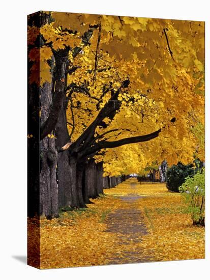 Autumn Maple Trees, Missoula, Montana, USA-Chuck Haney-Premier Image Canvas