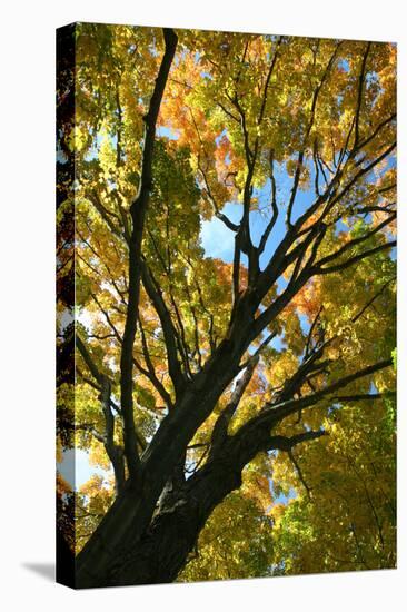 Autumn Maple Vertical-Robert Goldwitz-Premier Image Canvas