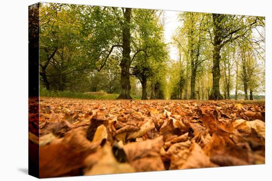 Autumn on Lime Tree Avenue, Clumber Nottinghamshire England Uk-Tracey Whitefoot-Premier Image Canvas